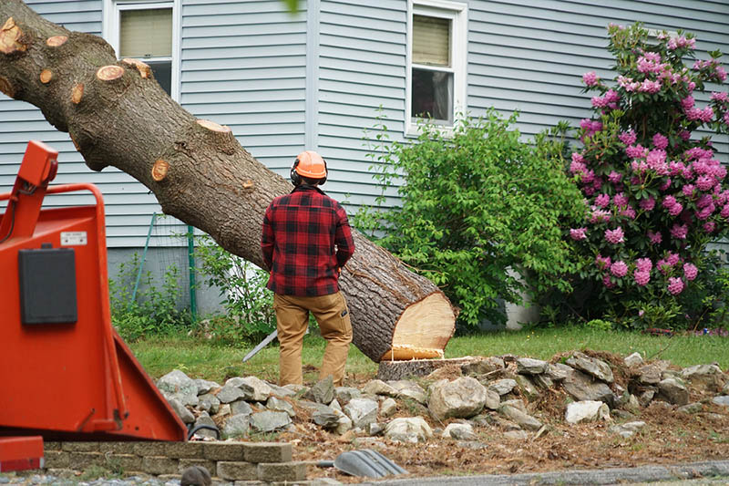 an Emergency Tree Removal In Los Feliz