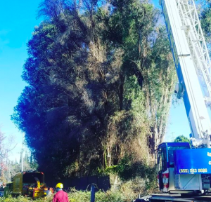 tree trimming services in century city