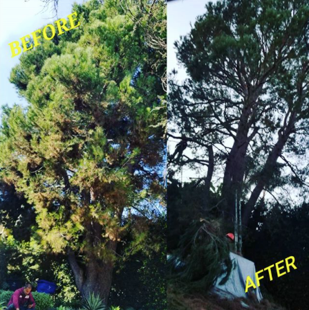 tree trimming service in silverlake