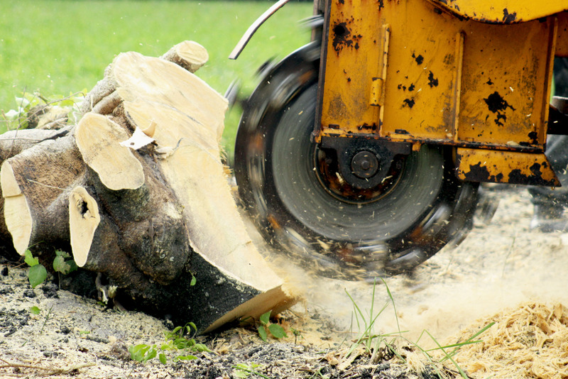 tree removal and stump grinding Century City