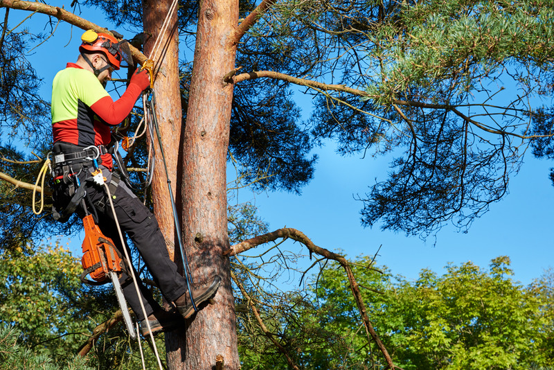 residential tree service in Century City