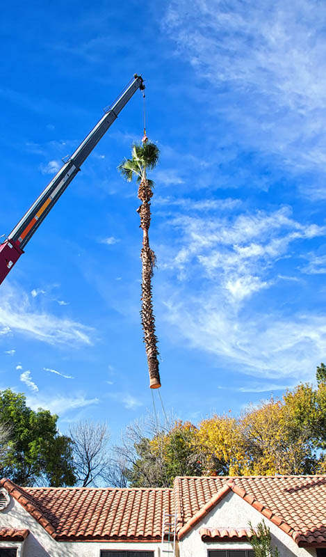palm tree removal on their century city